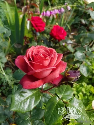 EDROSES-розплідник троянд - Роза 🌹 Терракота (Terracotta) ,Meilland  .Франция , 1994 Срезочные (Florists Rose). 📌 Заказы на ОСЕНЬ 2020  принимаем ➡️ через наш сайт https://edroses.com.ua/  🌹🌹🌹🌹🌹🌹🌹🌹🌹🌹🌹🌹🌹🌹🌹🌹🌹🌹🌹🌹🌹🌹🌹🌹 Розу ...