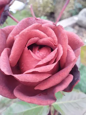 Fresh Terracotta Rose Bridesmaid Bouquets | GlobalRose