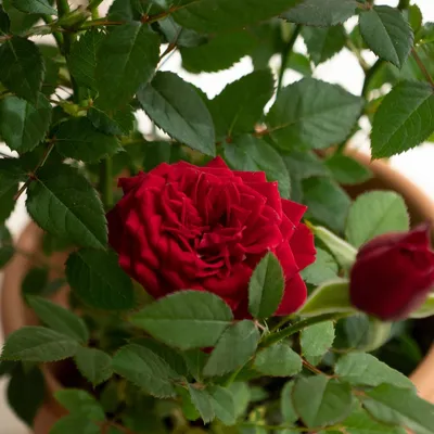 Rose stabilisée . bouquet de mariée