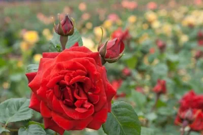 Rose bush in terracotta pot - Potted plants | Omotesandō Plants