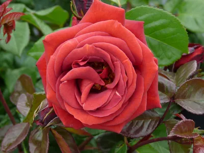 Terracotta, Large Flowered Rose | Rosarium Lottum