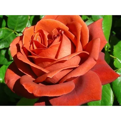 Rosa TERRACOTTA ® Container C3R Form 3+ST Graft grafted