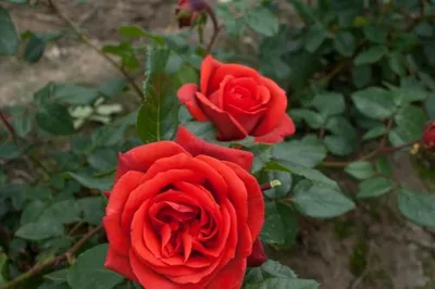 Rosa Terracotta® SIMchoca