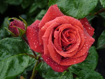 Terracotta, Large Flowered Rose | Rosarium Lottum