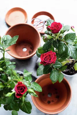 Still Life Of Rose Plants And Terracotta Flower Pots, Overhead View Digital  Art by Magdalena Niemczyk - Elanart - Pixels Merch