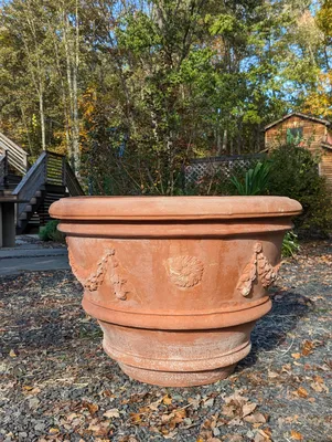 Rosier Terracotta ® - Rosa terracotta ®