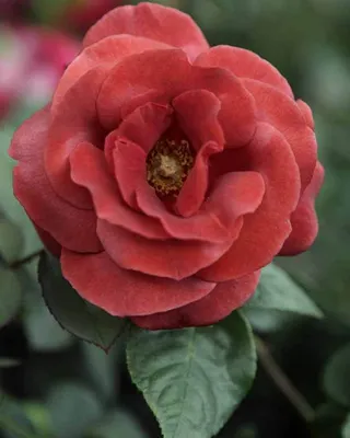 Rosa TERRACOTTA ® Container C3R Form 3+ST Graft grafted