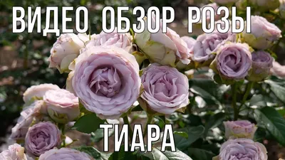 Купить розы Тиара в СПб | Оптовая цветочная компания СПУТНИК