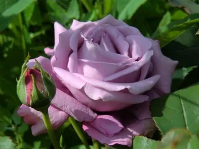 🌷 Роза гр тиара купить оптом в Москве | Роза одноголовая в «7ЦВЕТОВ»🌺