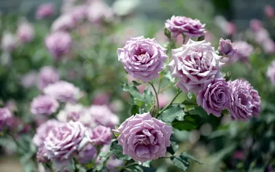 Роза Тиара 🌺 купить в Киеве с доставкой - цена от Камелия