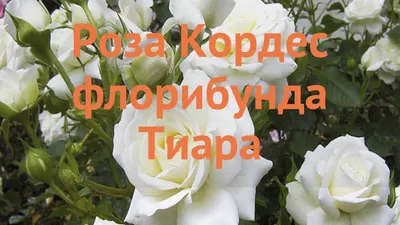 REAL TOUCH Роза Тиара (Дымчато-лиловая) - Дом Мебели Комфорт