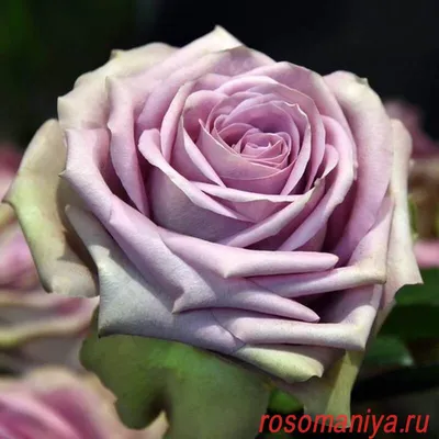 Купить - Роза Тиара/Премиум/Сем Алт/1шт. в коробке. Alsemya.ru - интернет  магазин семян и саженцев, газонов и удобрений!