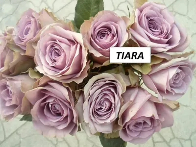 Роза флорибунда Тиара 🌿 флорибунда роза Тиара обзор: как сажать, саженцы розы  Тиара - YouTube