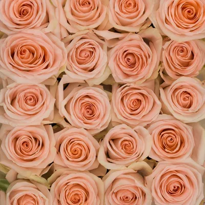 Роза чайно-гибридная TIFFANY (Тиффани) | Тюльпан. Доставка, продажа цветов,  букетов в Вологде