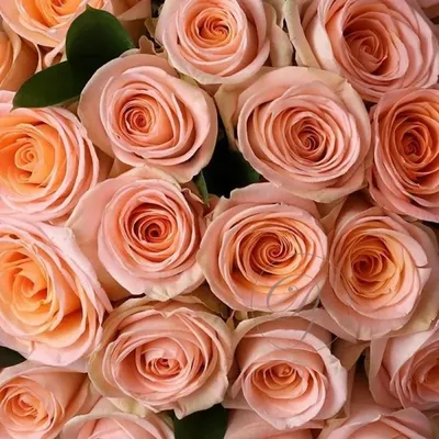 Tiffany - Rose - Esmeralda Farms Wholesale Flowers