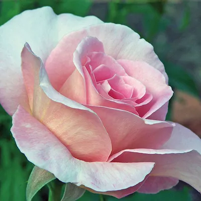 Tiffany Rose - Wholesale Bulk Flowers - Cascade Floral