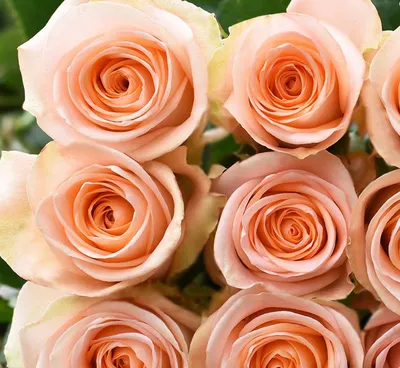 Tiffany Hybrid Tea Rose, Hybrid Tea Roses: Edmunds' Roses