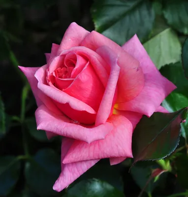 роза срезанные цветы свежий срез нежный цвет