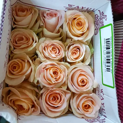 Роза чайно-гибридная TIFFANY (Тиффани) | Тюльпан. Доставка, продажа цветов,  букетов в Вологде