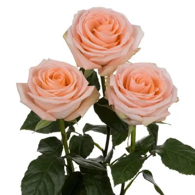 Rose Tiffany - Standard Rose - Roses - Flowers by category | Sierra Flower  Finder