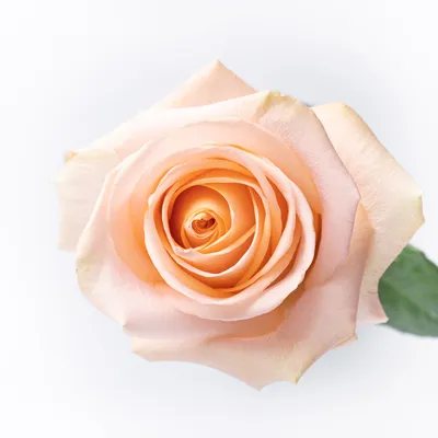 Rosa 'Tiffany' Rose | Garden Center Marketing