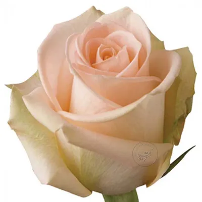 Розовая роза \"Tiffany\" (Эквадор) купить по низким ценам с доставкой в Москве