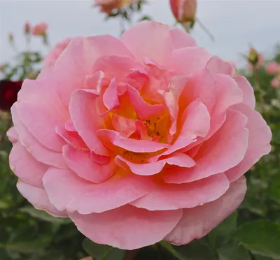 ▷ Rosa Tiffany Ecuador - Fincas de rosas