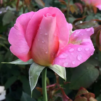 Купить розово-персиковые розы Тиффани в СПб | Оптовая цветочная компания  СПУТНИК