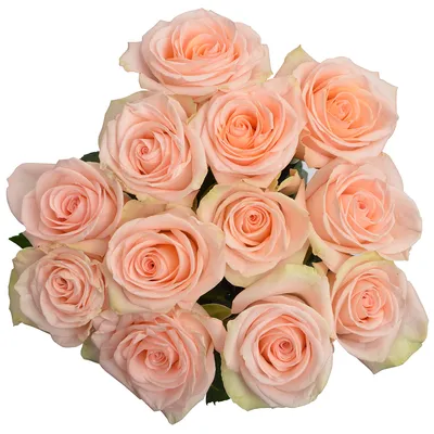 Rose – Tiffany (25st) – Pick-up Flower Catalog