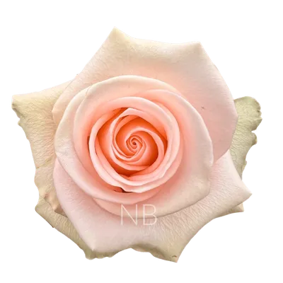 Tiffany Hybrid Tea Rose | Sooner Plant Farm