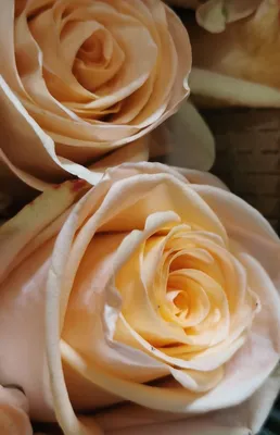 Rose Tiffany - Standard Rose - Roses - Flowers by category | Sierra Flower  Finder