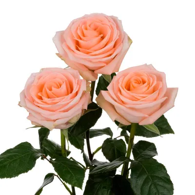 ▷ Rosa Tiffany Ecuador - Fincas de rosas