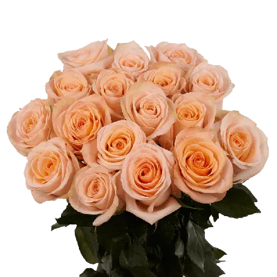 Vibrant Peachy Pink Roses | GlobalRose