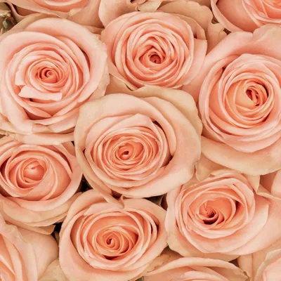 Tiffany - Rose - Esmeralda Farms Wholesale Flowers