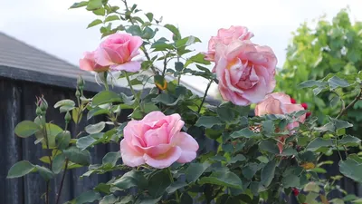 Hybrid tea rose Tiffany Rose - YouTube