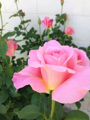Hybrid Tea Rose 'Tiffany' | Fragrant roses, Hybrid tea roses, Rose