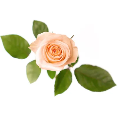Tiffany - Rose - Esmeralda Farms Wholesale Flowers