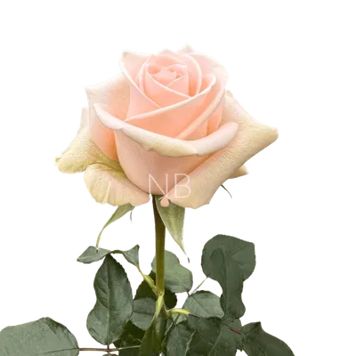 Tiffany Rose Box | Luxury Florist Milan | Same Day Flowers FlorPassion