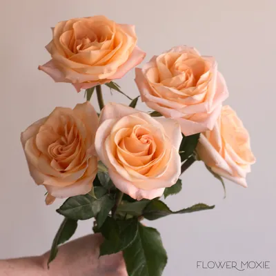 Peach Tiffany Roses | Fresh DIY Wedding Flowers | Flower Moxie