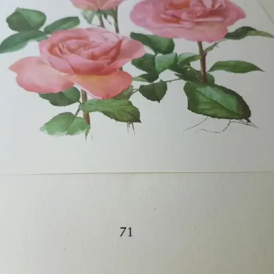 Hybrid Tea Rose (Rosa 'Tiffany') in the Roses Database - Garden.org
