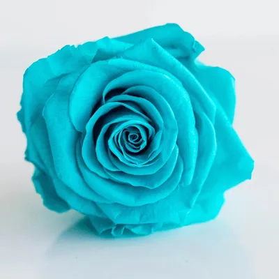 Peach Tiffany Roses | Fresh DIY Wedding Flowers | Flower Moxie