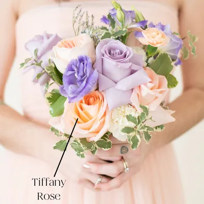 Tiffany Roses | Wholesale Ecuadorian Roses | Native Blooms