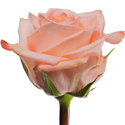 роза Тиффани 50 см купить по цене 169 руб в Екатеринбурге с доставкой |  МАГЦВЕТОВ.РФ