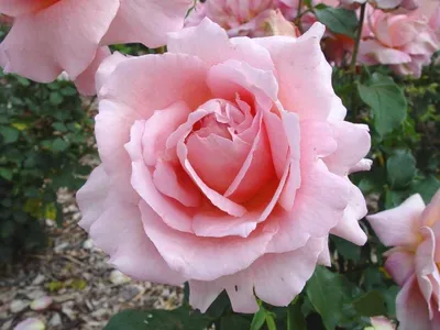 Rose Tiffany - Standard Rose - Roses - Flowers by category | Sierra Flower  Finder