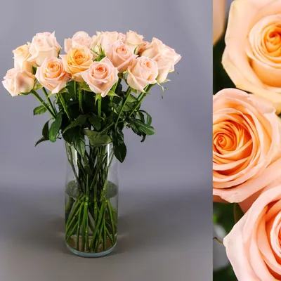 Wholesale Preserved Roses — Plenty Flowers