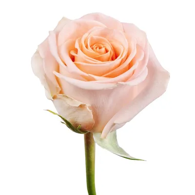 Роза Tiffany Эквадор купить по цене 73 грн | Украфлора