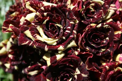 Саженец плетистой розы Тигровая фото и описание сорта 🌱 купить саженец  плетистой розы Тигровая почтой недорого в Москве