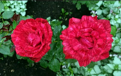 Розы необычных цветов - 73 фото