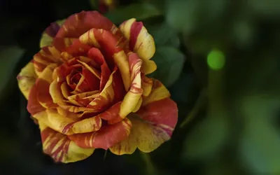 Полосатые розы сорта - фото и картинки: 70 штук