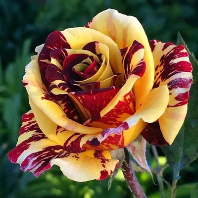 Роза биколет (40 фото) - 40 фото